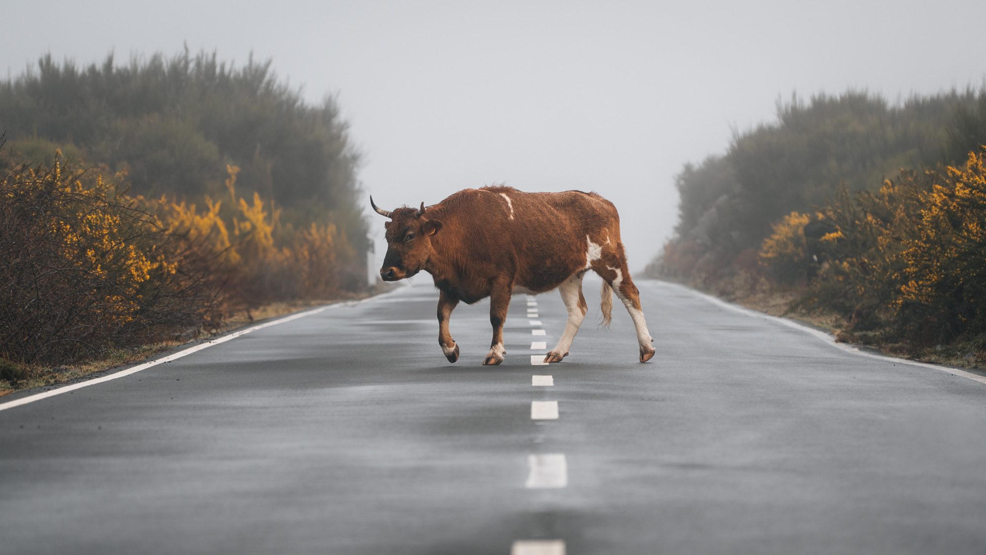 Madeira — travel photography by KØLTA Collective