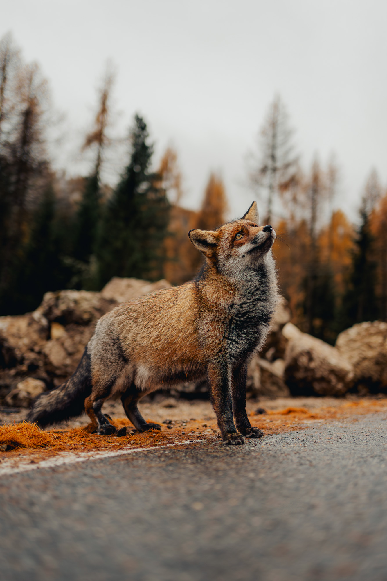 Dolomites — travel photography by KØLTA Collective